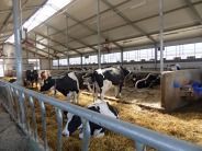 Progres i innowacyjność w hodowli bydła i produkcji mleka